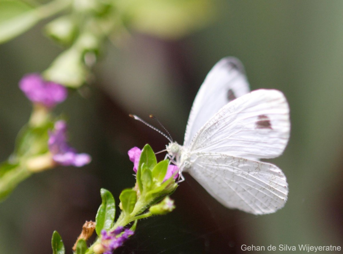 Leptosia nina Fabricius, 1793